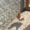 Снимка на гълъб